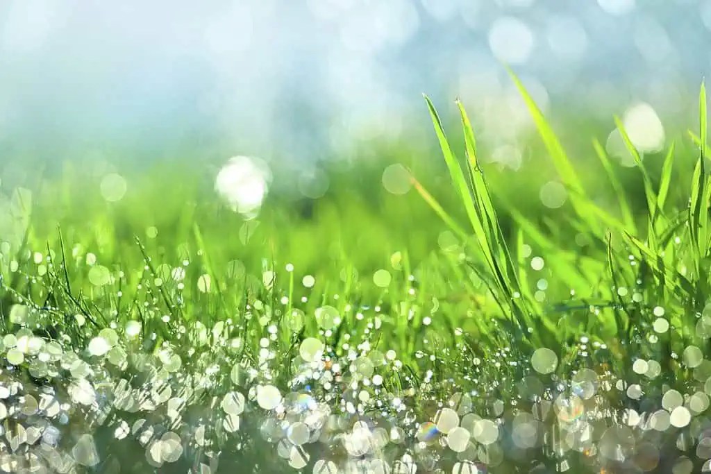 Does Watering Grass in the Sun Burn It? Myth or Fact Lawnal
