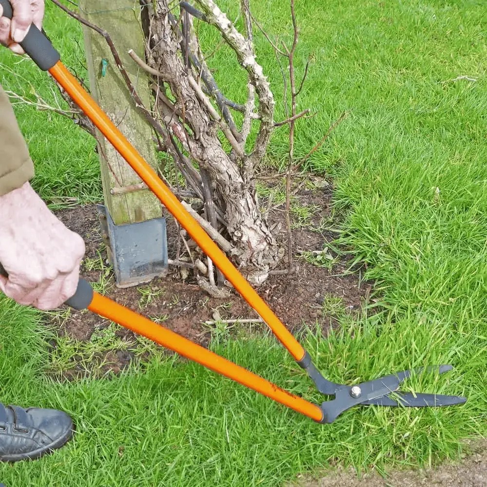 How to Edge a Lawn Without an Edger Guide) Lawnal