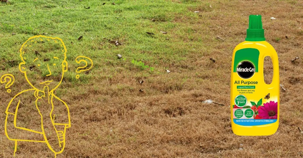 Why MiracleGro Killed Your Grass & 7 Easy Fixes Lawnal