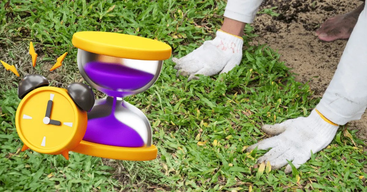 What Happens When You Plant Grass Seed Too Early? Lawnal