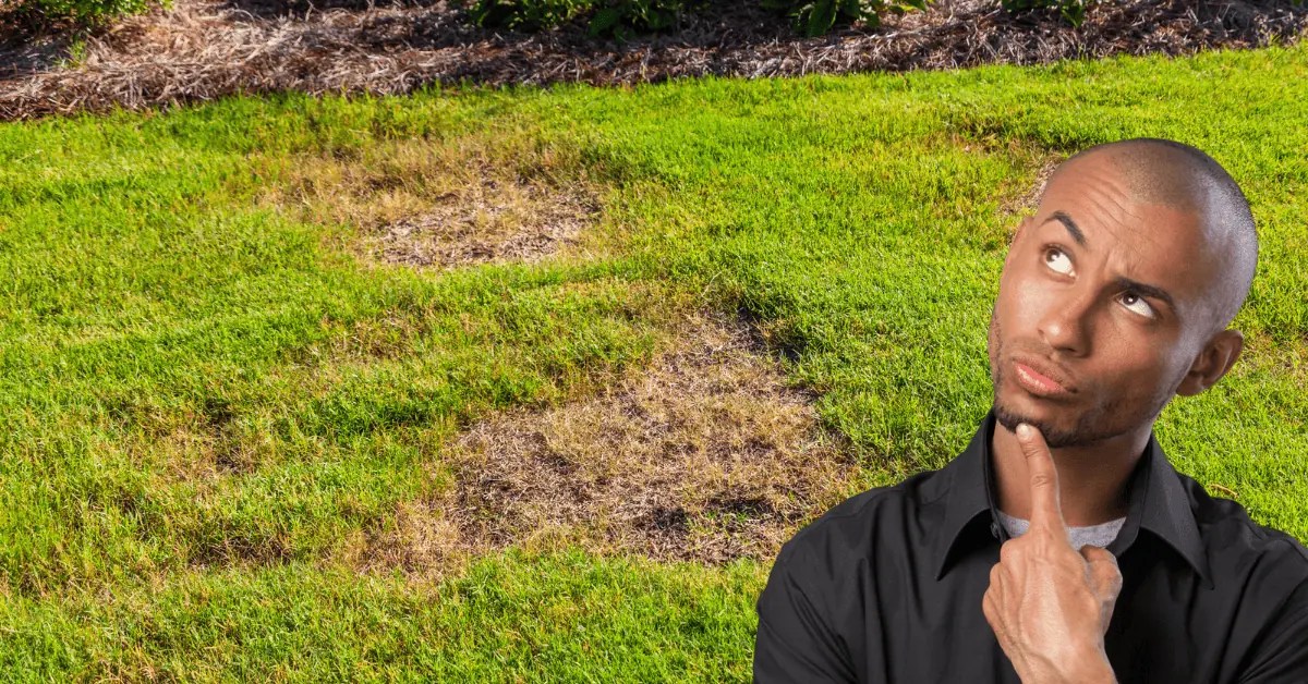 Why Does Grass Smell When You Cut It? (Quick Facts) Lawnal