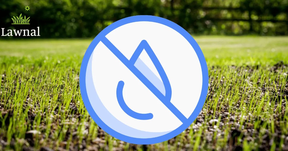 Watering Grass at Night Myth Debunked Is it Bad for Lawn? Lawnal