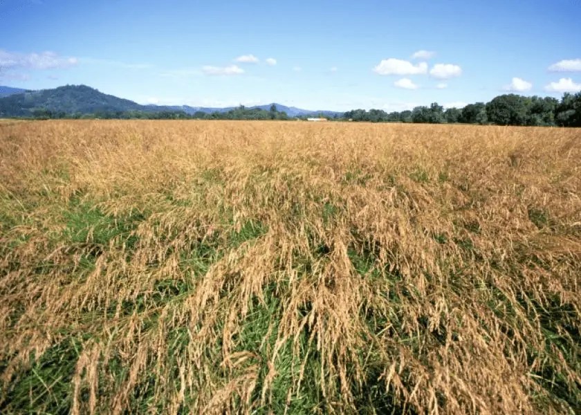 5 Reasons Why Grass Seed is So Expensive in 2023 Lawnal