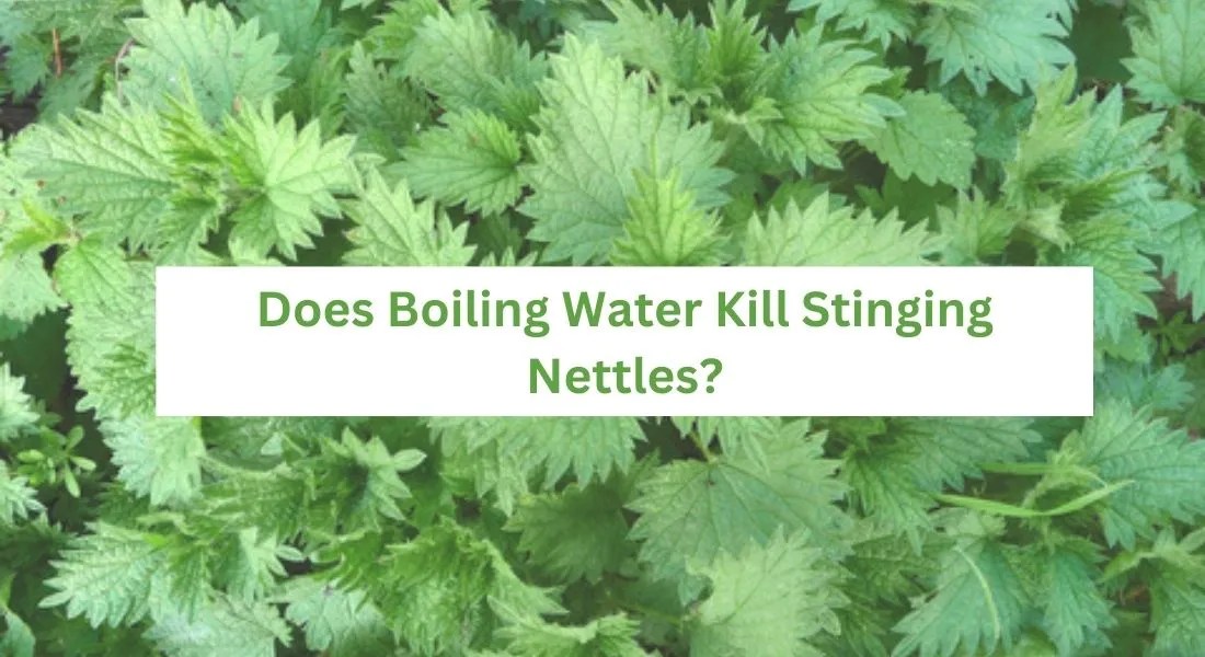 Does Boiling Water Kill Stinging Nettles? LawnAsk
