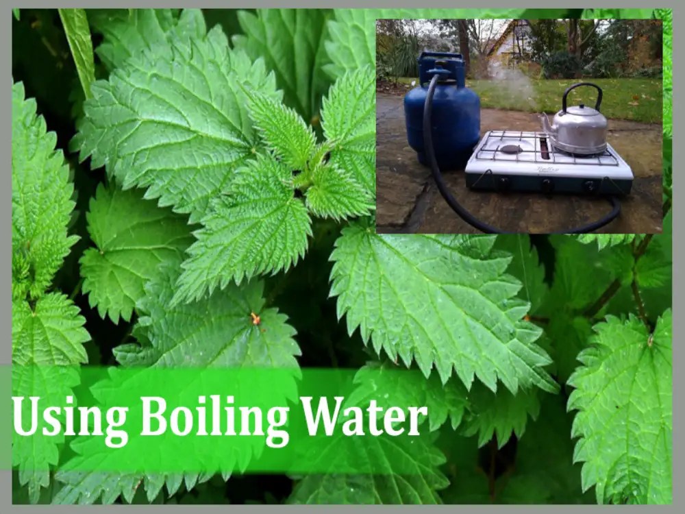 Does Boiling Water Kill Stinging Nettles? LawnAsk
