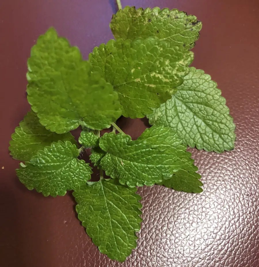 Plants That Look Like Mint But Aren’t (Revealed)