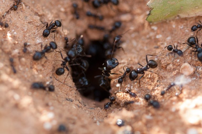 How To Get Rid Of Ants In Grass 3 Natural Methods