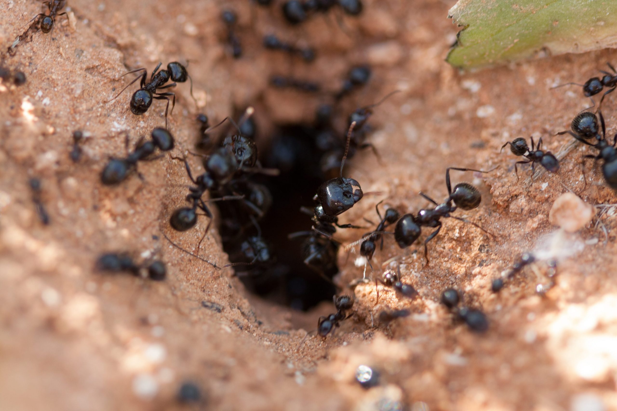 Can Ants Kill Animals at Irene Miles blog