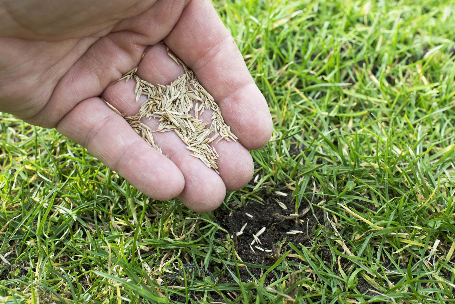 How To Sow Grass Seed The Ultimate Guide UK Lawn Care Pro