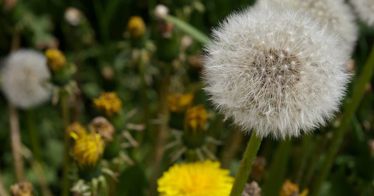 Help My Lawn is Nothing but Weeds! Lawn Chick