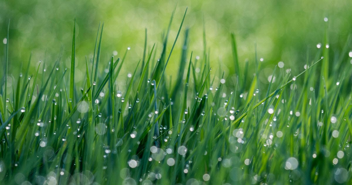 Best Time to Fertilize Lawn Before or After Rain? Lawn Chick