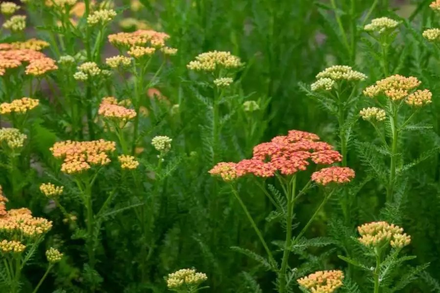 13 Animal Repellent Plants For Garden That Really Works Lawn Gardeners