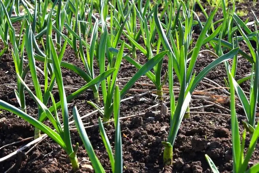 13 Animal Repellent Plants For Garden That Really Works Lawn Gardeners