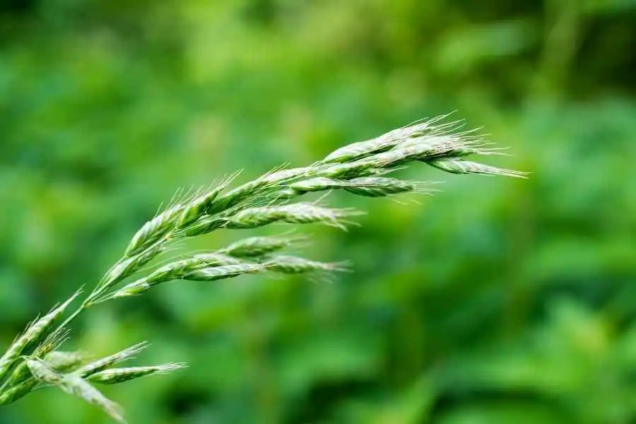 How to Harvest Your Own Grass Seed Easily in Stepbystep