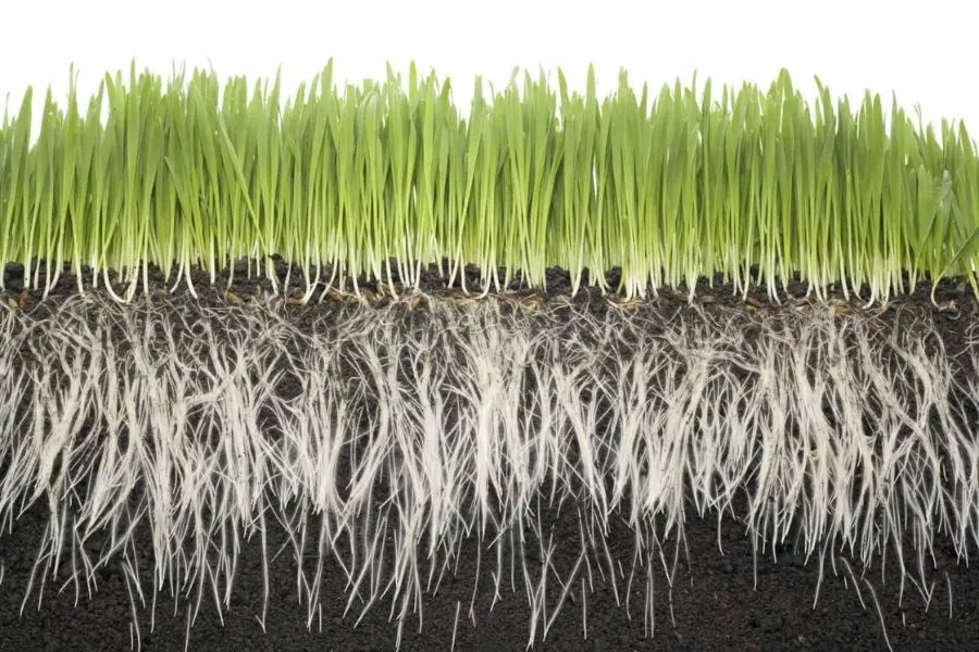 How to make grass seed grow faster in 9 easy steps