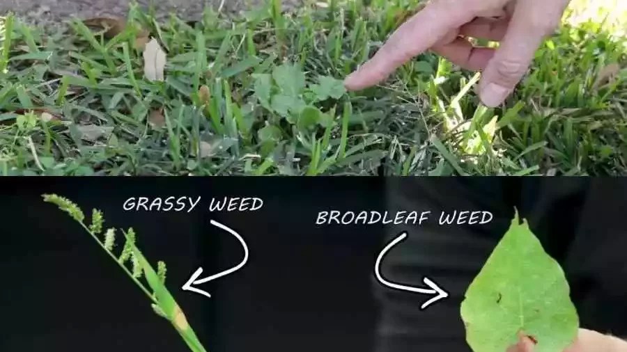 How to Get Rid of Broadleaf Weeds in The Most Practical Ways