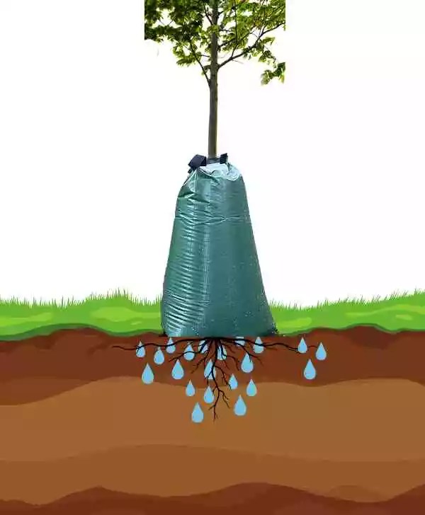 How Do Tree Watering Bags Work? Explained! Lawn Gardeners