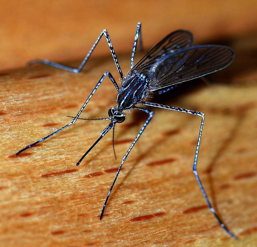 How To Get Rid Of Mosquitoes From Your Garden Patio, Lawn & Garden