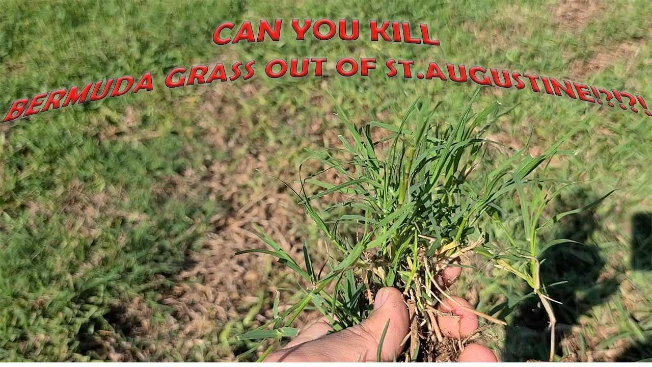 How To Eliminate Bermuda Grass In St Augustine A StepByStep Guide