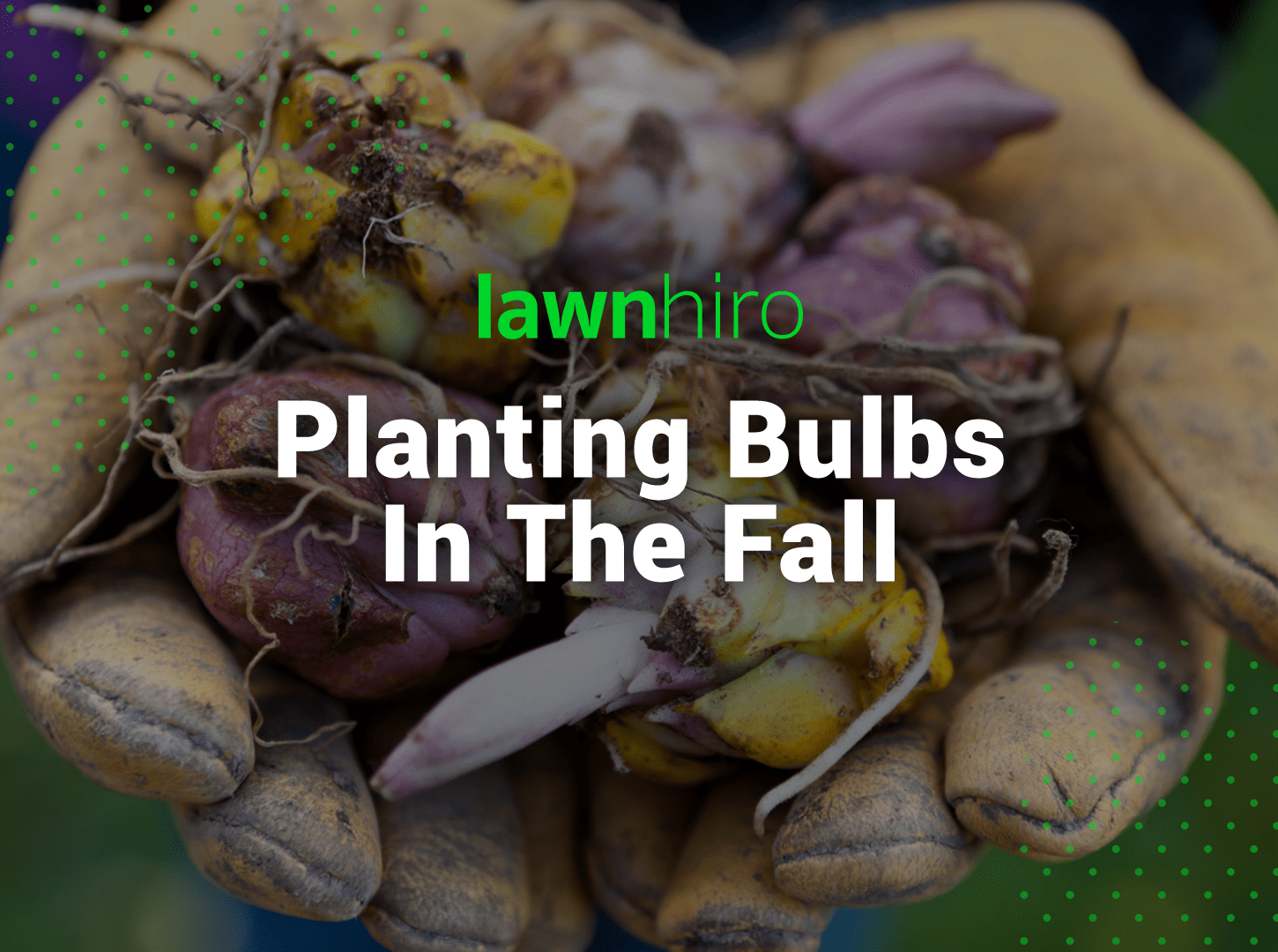 Planting Bulbs in Fall for a Beautiful Spring Lawn Lawnhiro Blog