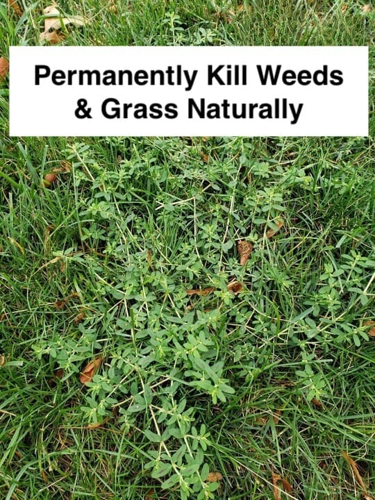How To Permanently Kill Weeds And Grass with Homemade Weed Killer