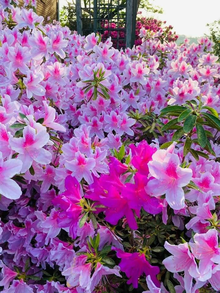 26 Best Foundation Plants For The Front Of Your House