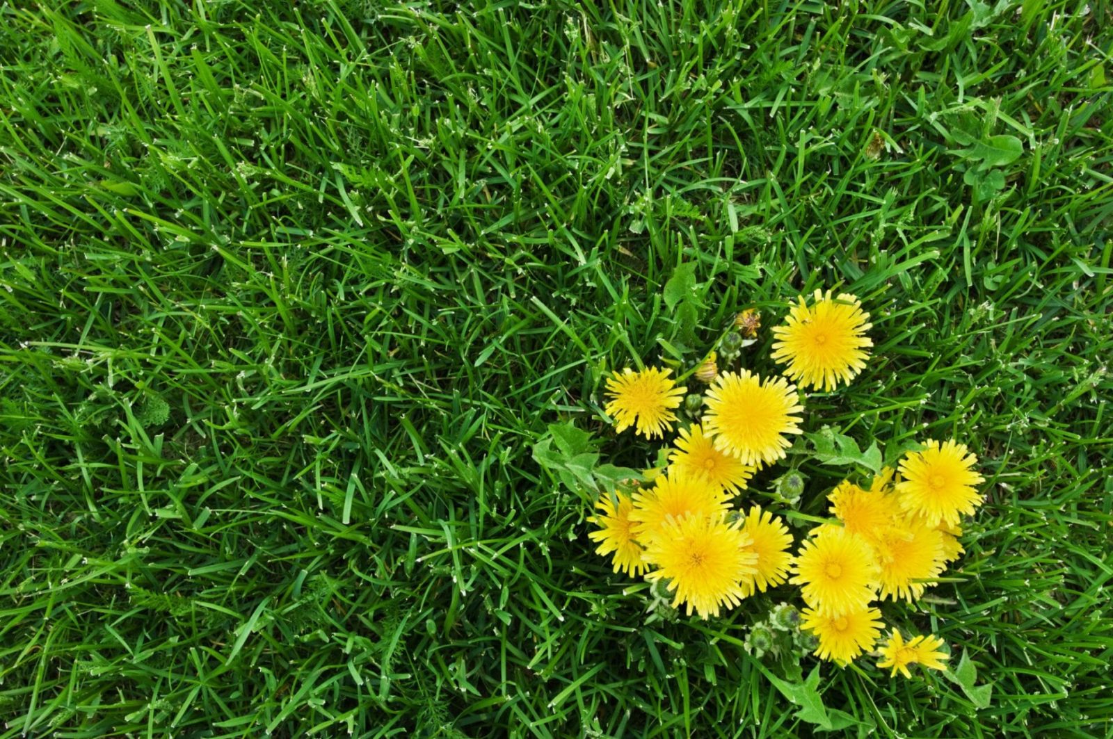How To Get Rid Of Weeds In Grass Naturally
