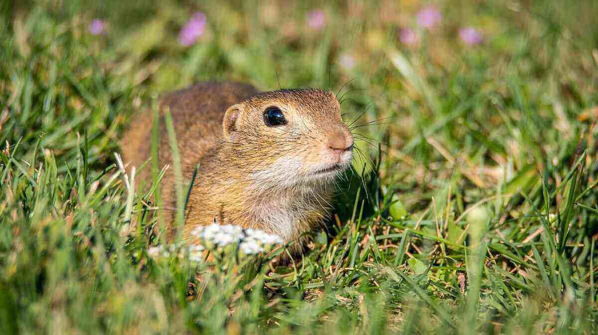 How to Get Rid of Gophers in Your Yard Lawn Care Blog Lawn Love