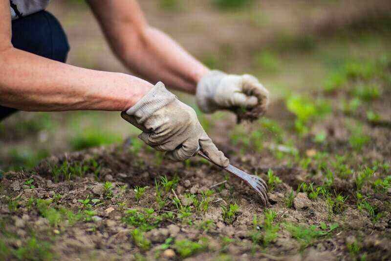 Winter Lawn Care For Warm Climates