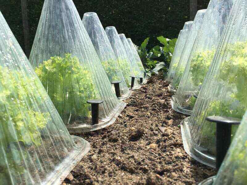 How to Protect Plants from a Freeze