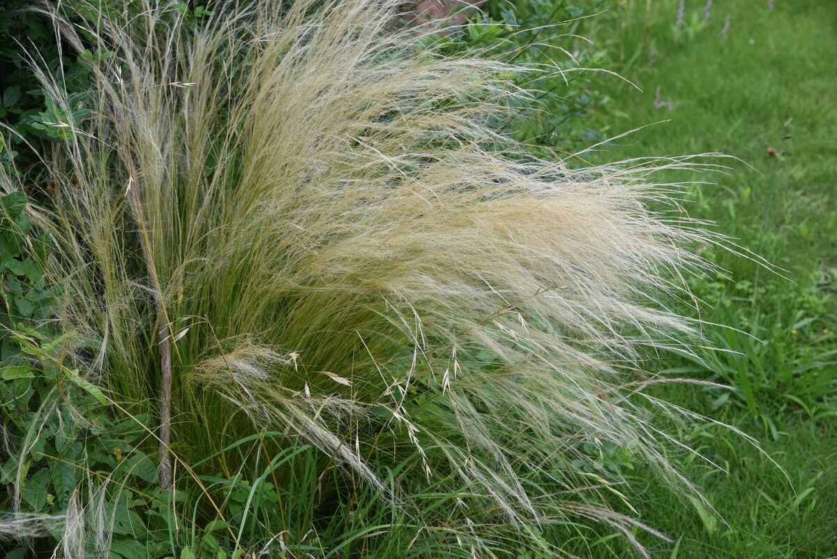 How and When to Cut Ornamental Grasses