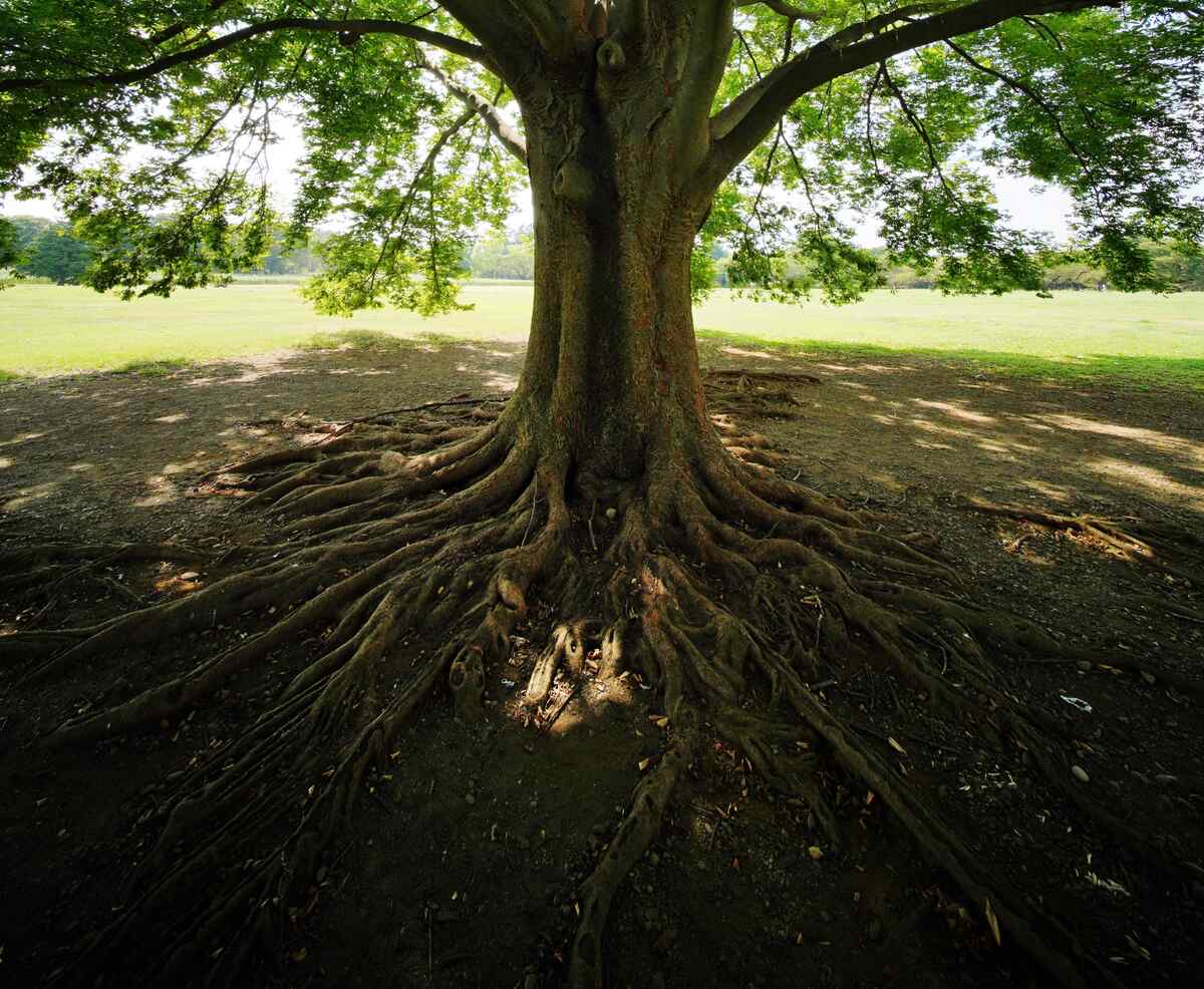 What to Do With Tree Roots Growing Above Ground