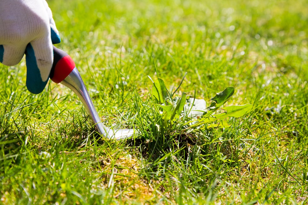 5 Effective Ways to Control Weeds on Your Lawn This Summer