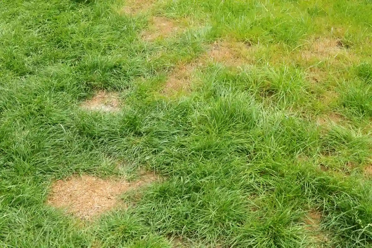 Dead Patches on Lawn (Causes and Fixes) Lawn Model