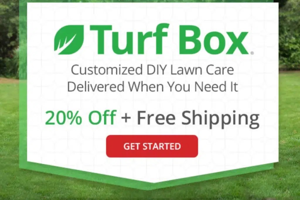 How to Get Rid of Grass Burrs + Best Killers for Lawn Stickers Lawn Model
