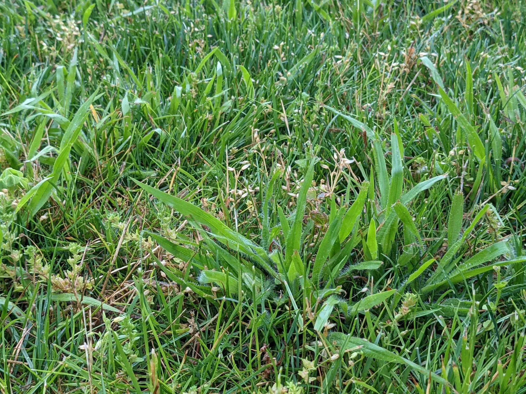 THE 5 BEST Crabgrass Preventers (2023 Crabgrass PreEmergent Herbicides