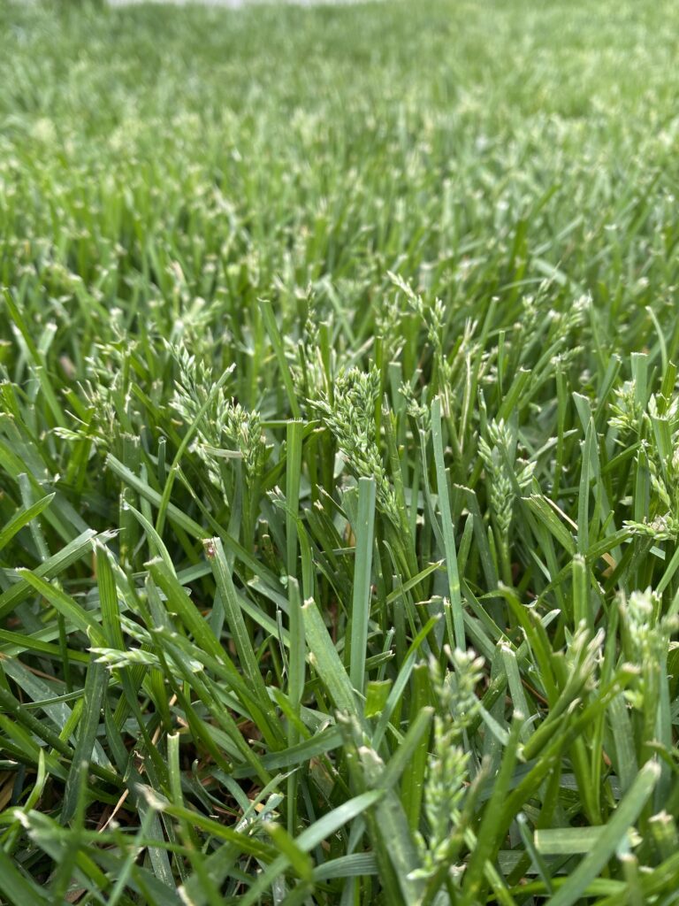 Understanding Grass Seed Heads What's Happening To Your Lawn In Spring