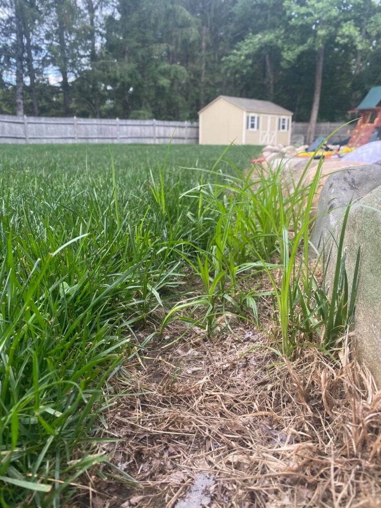 NUTSEDGE A Complete Guide To Nutsedge (Nutgrass Weed) Lawn Phix