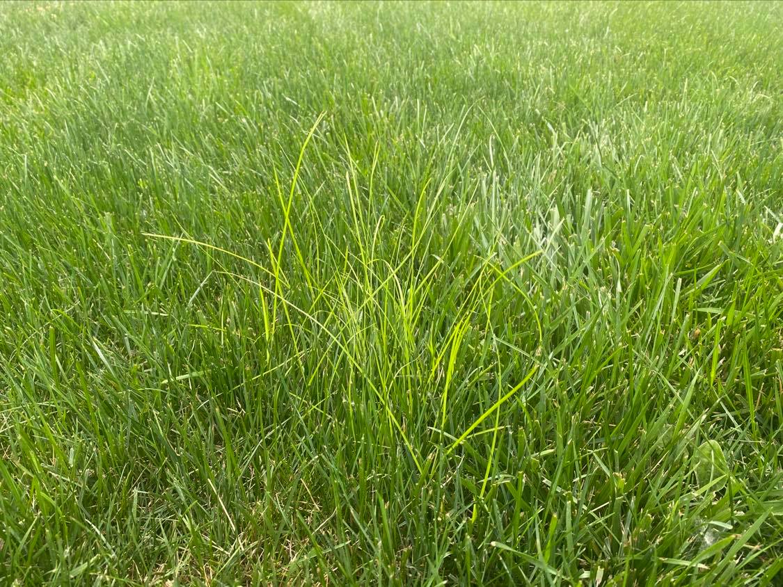 NUTSEDGE A Complete Guide To Nutsedge (Nutgrass Weed) Lawn Phix