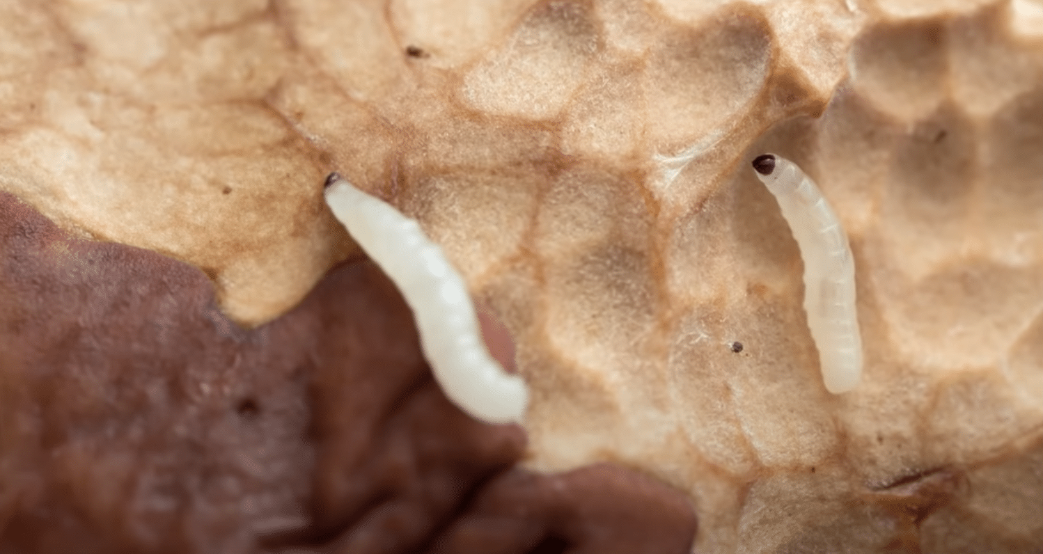 How To Get Rid Of Gnats In Lawn Lawn Phix