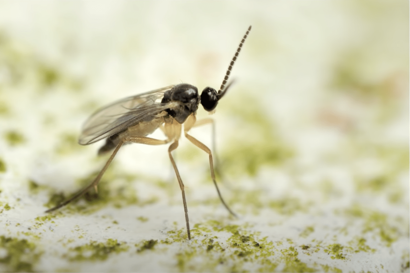 How To Get Rid Of Gnats In Lawn Lawn Phix