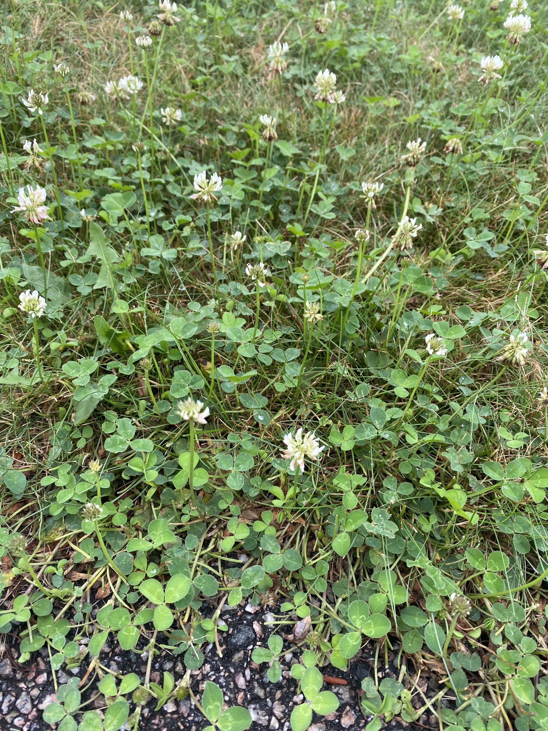 How To Get Rid Of Clover In Lawns (How To Kill & Eliminate Clover In