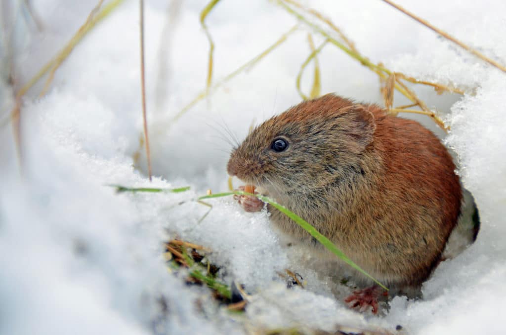 How To Get Rid Of Voles In Lawn Lawn Phix