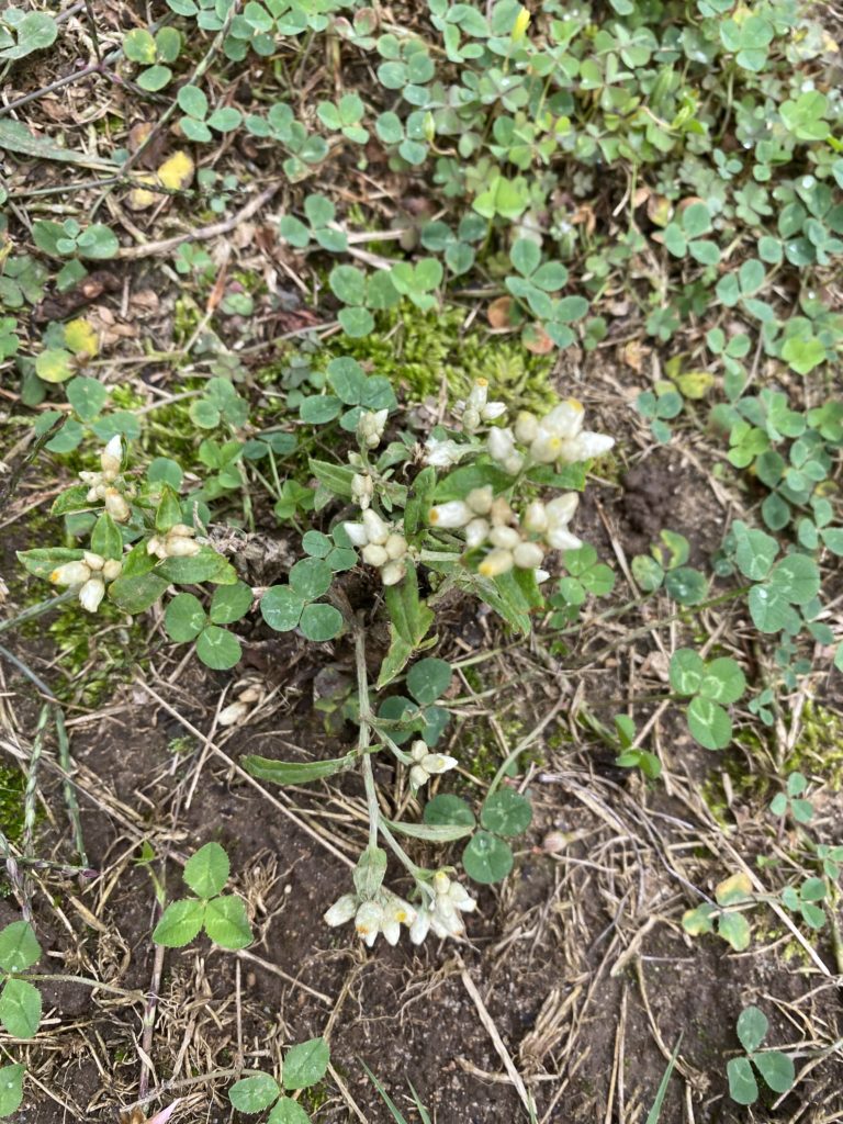 How To Get Rid Of Hairy Bittercress The Ultimate Guide To This Winter