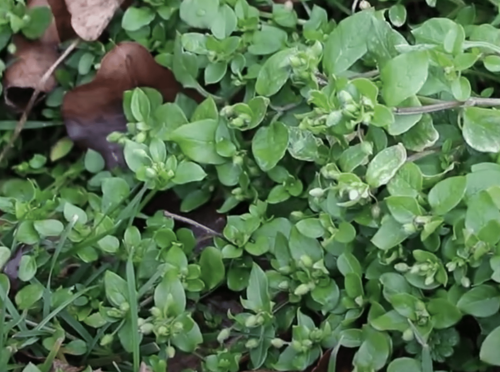 How To Get Rid Of Chickweed In Your Lawn For Good (2023) Lawn Phix