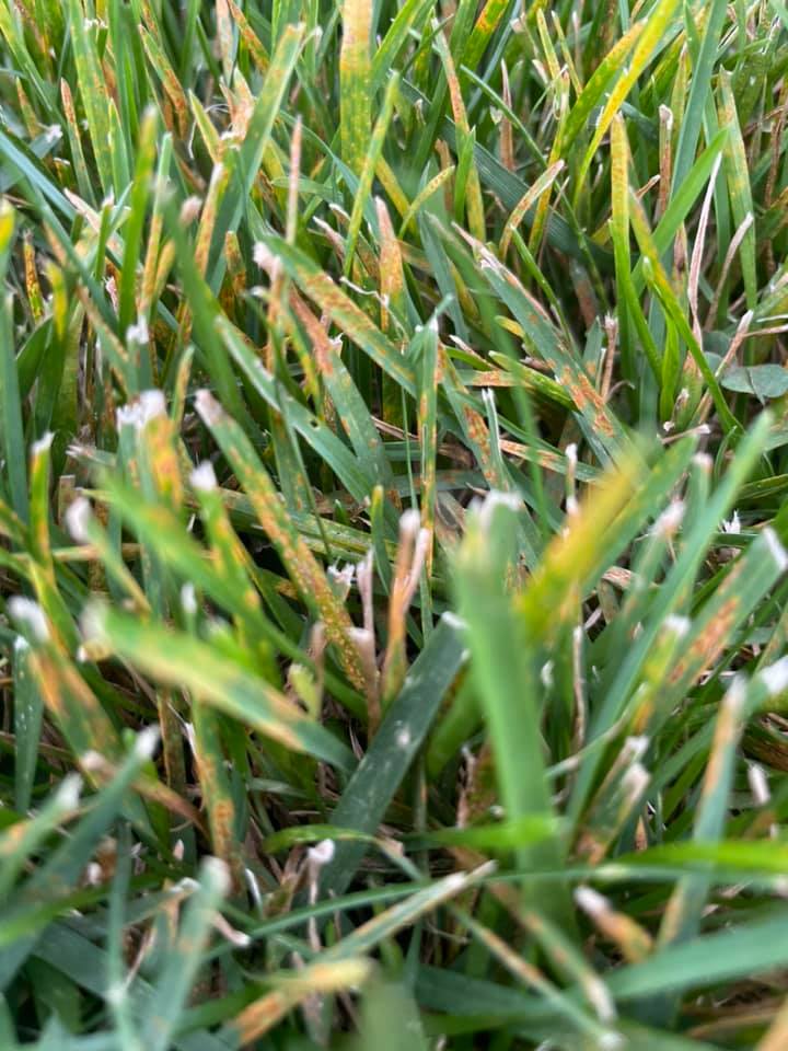 Lawn Rust Fungus THE BEST Guide To Grass Rust Disease
