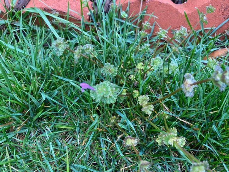 Henbit Vs Creeping Charlie (Lawn Weed Differences & Similarities