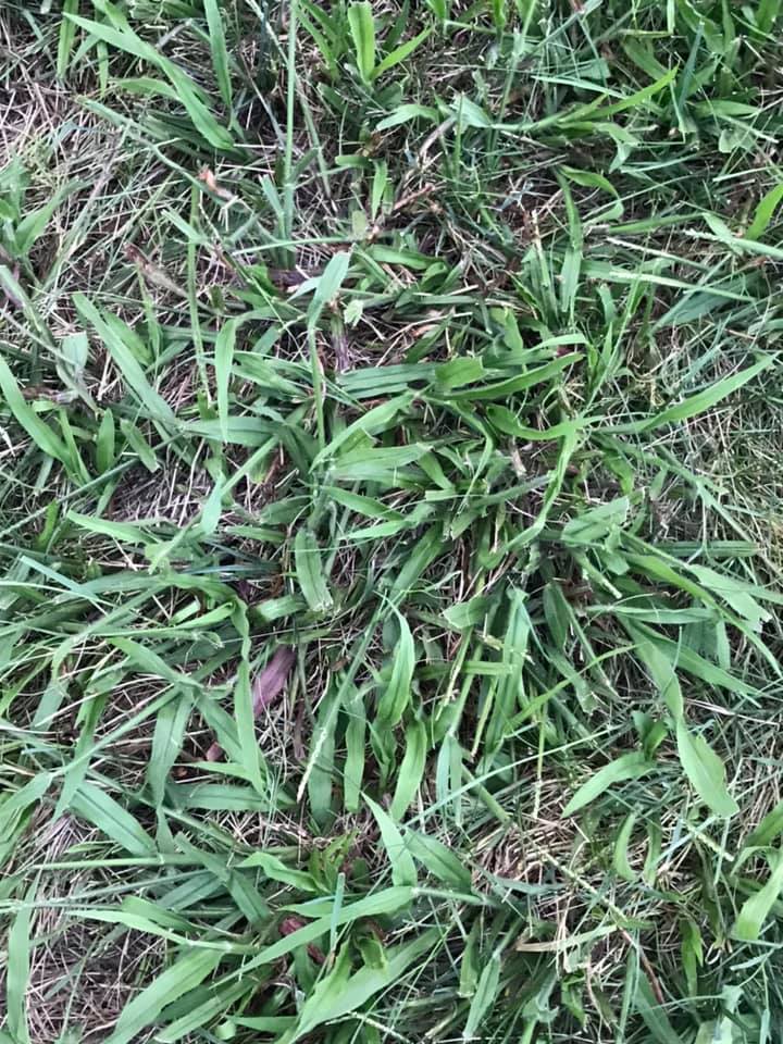 When To Apply Crabgrass Preventer In 2024 (Preemergent Application