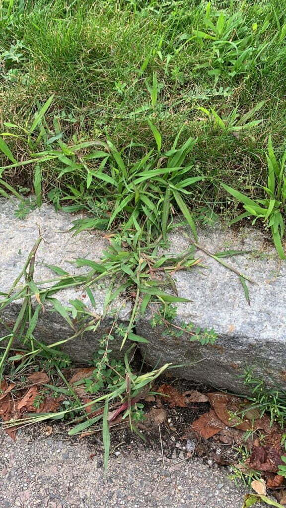 When To Apply Crabgrass Preventer In 2023 (Preemergent Application