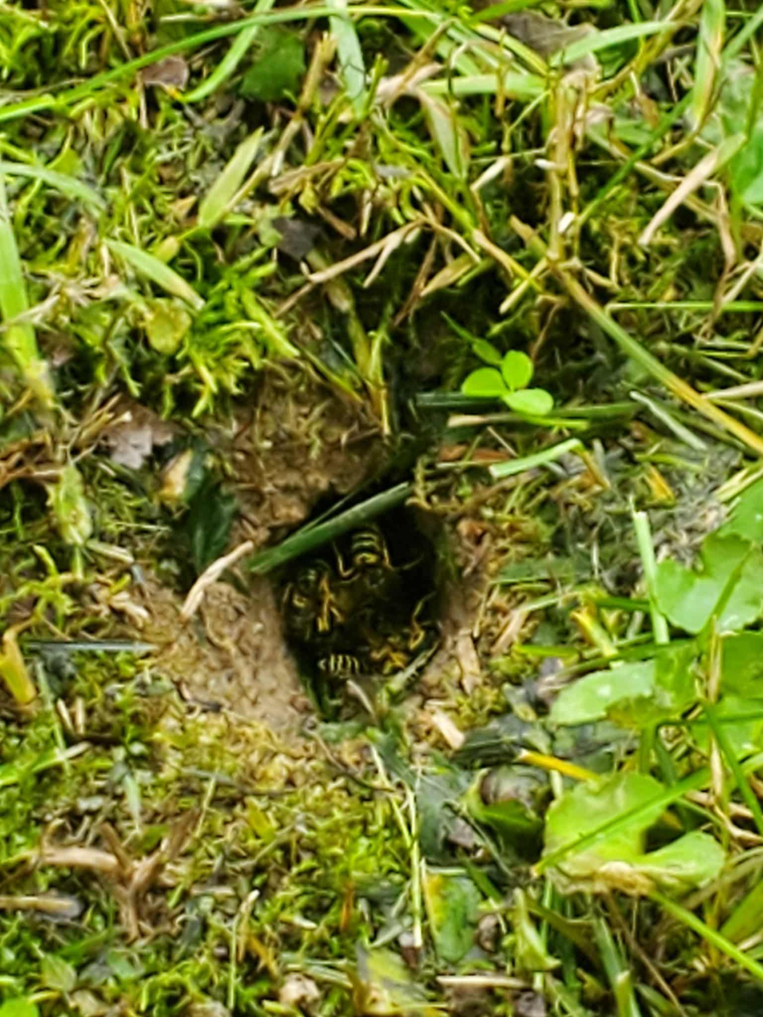 Small Holes In Lawn Overnight (Causes + Pictures) Lawn Phix